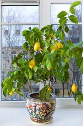 cuidado de arboles de citricos limon