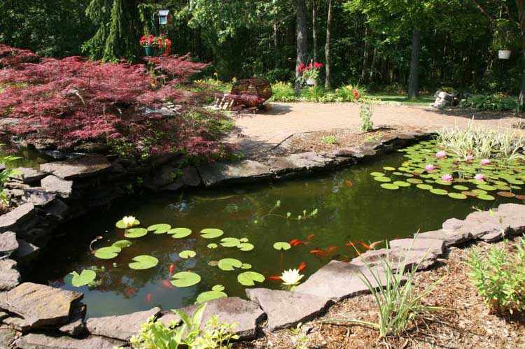 Como hacer jardines acuaticos
