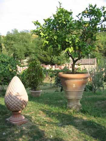 como plantar arboles frutales en macetas