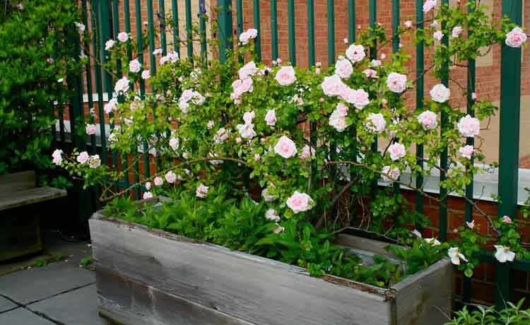 consejos de jardineria en macetas para principiantes