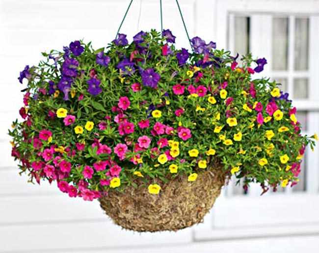 plantas en cestas colgantes plantas en cestas colgantes