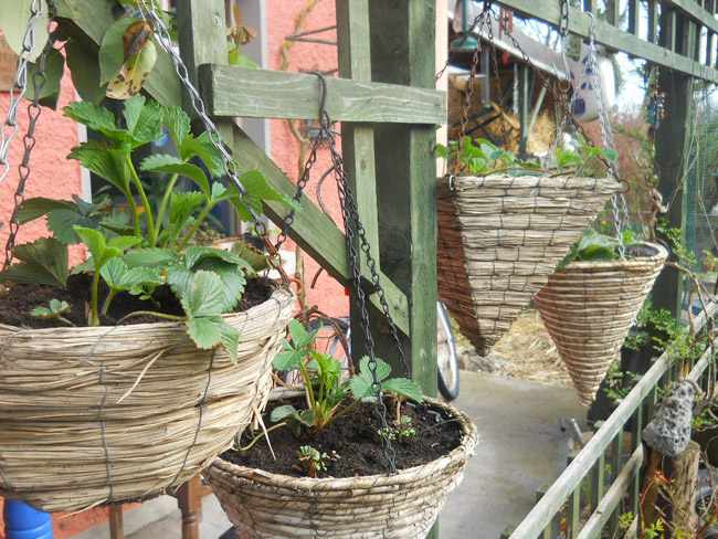 plantas para cestas colgantes fotos plantas para cestas colgantes fotos