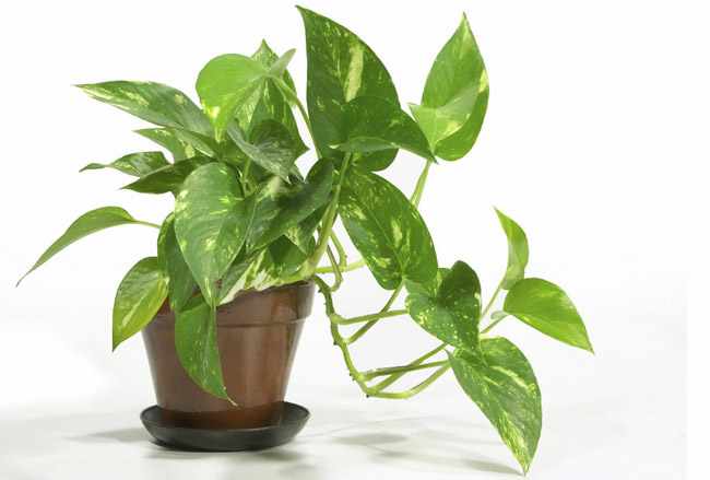 Plantas de interior resistentes Plantas de interior resistentes