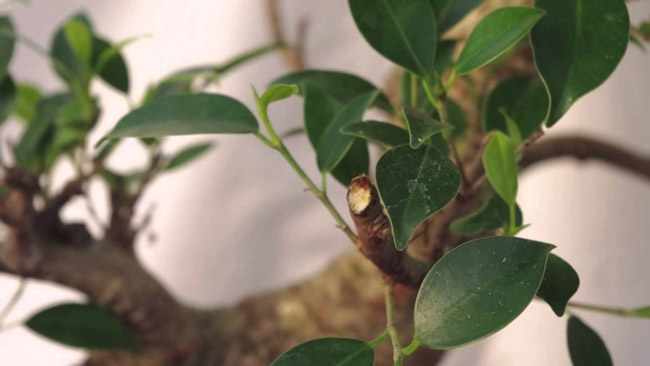 poda bonsai ficus retusa