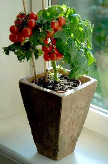 plantar tomate cherry
