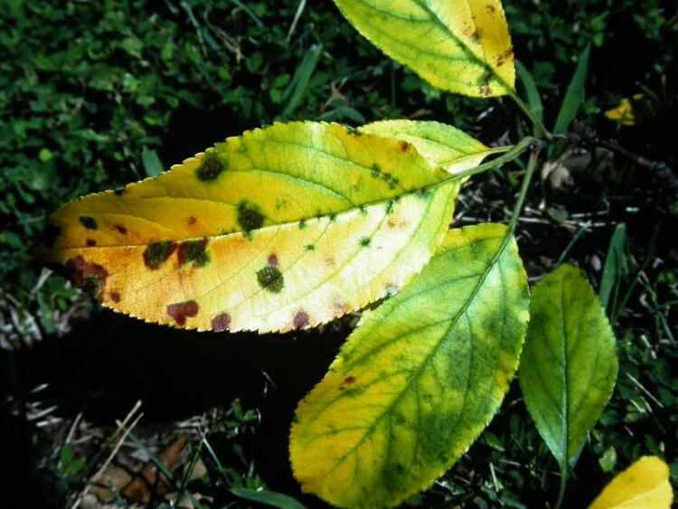 problemas crecimiento plantas problemas crecimiento plantas