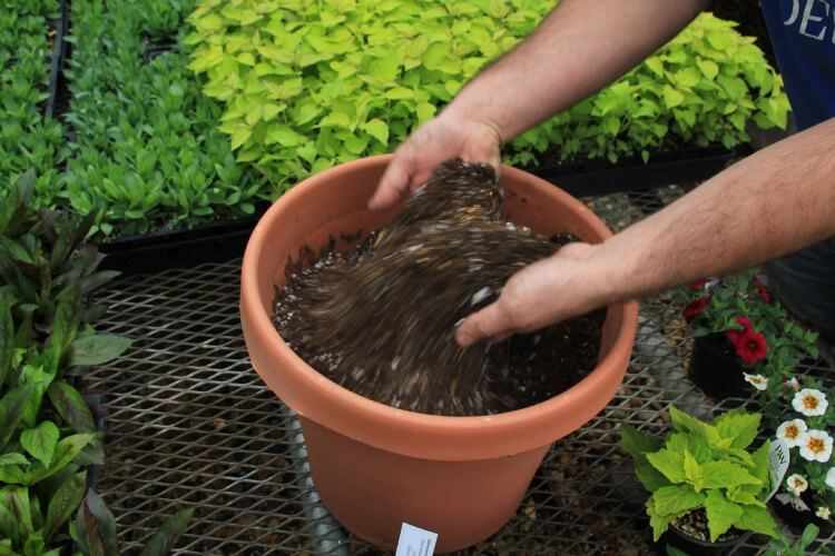 Abonado de las plantas del jardín y la fertilizacion