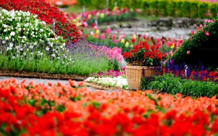 flores de jardin exterior flores de jardin exterior