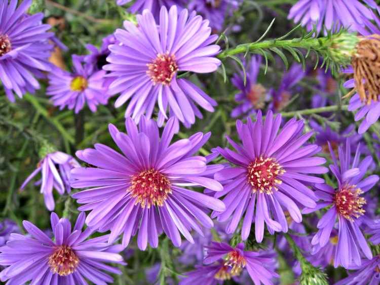 Plantas para otoño - Aster Plantas para otoño
