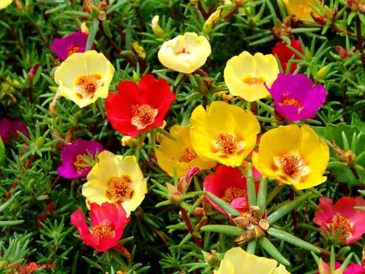 que plantar en otoño - Portulaca que plantar en otoño