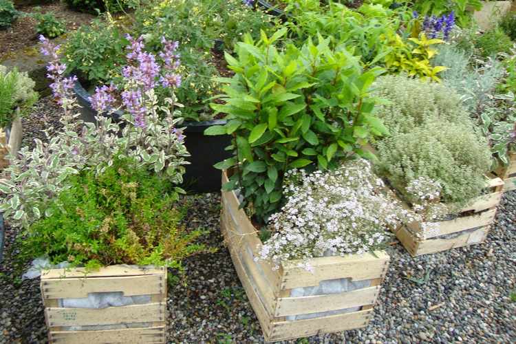 plantas para jardin pequeño