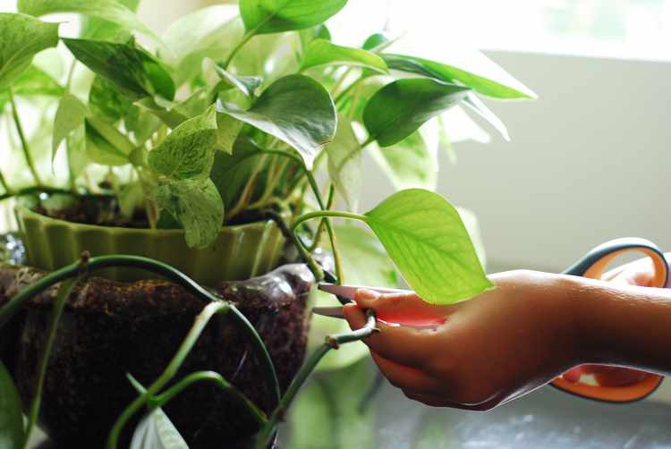 plantas ornamentales de interior plantas ornamentales de interior