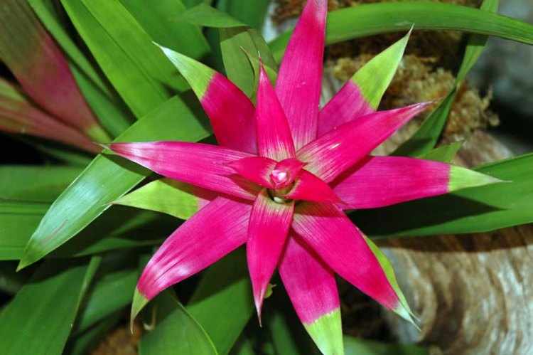bromelia tipos bromelia tipos