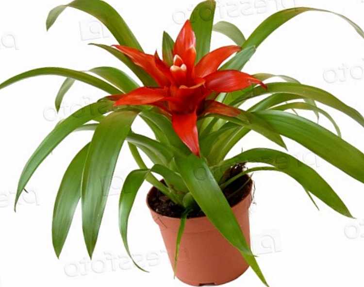 bromelias cuidados bromelias cuidados