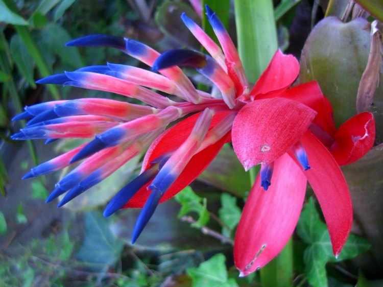 bromelias fotos bromelias fotos