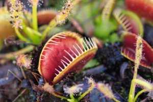 Plantas Carnivoras Tipos y Cuidados