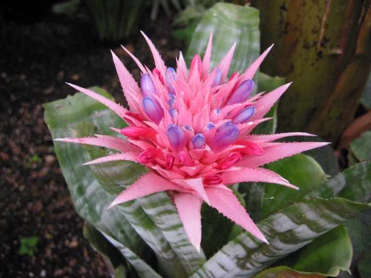 Tipos de Bromelias Tipos de Bromelias