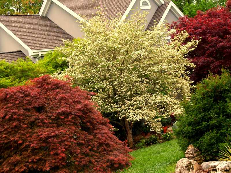 arbol para jardin