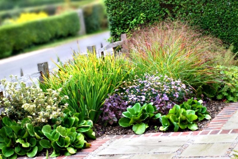 arbustos para jardin arbustos para jardin
