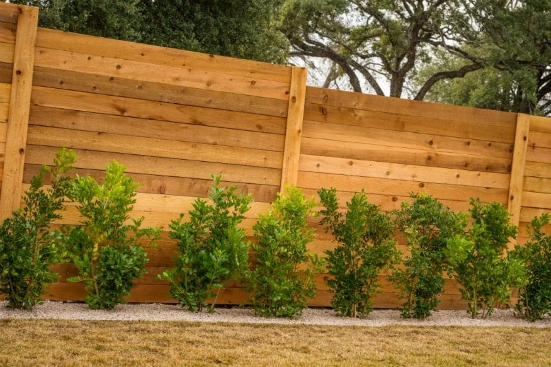 tipos de arbustos para jardin tipos de arbustos para jardin