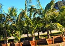 palmeras exterior maceta