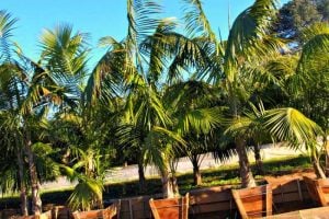 palmeras exterior maceta
