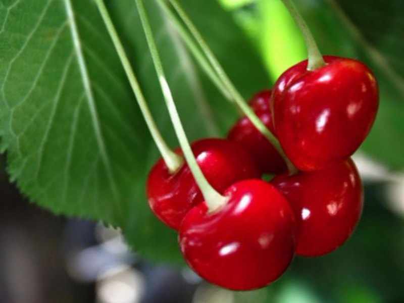 Propiedades y beneficios del cerezo Propiedades y beneficios del cerezo