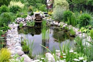Jardin con plantas acuaticas