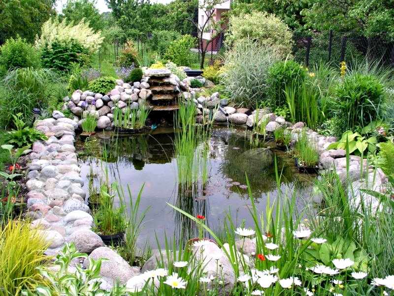 Jardin con plantas acuaticas