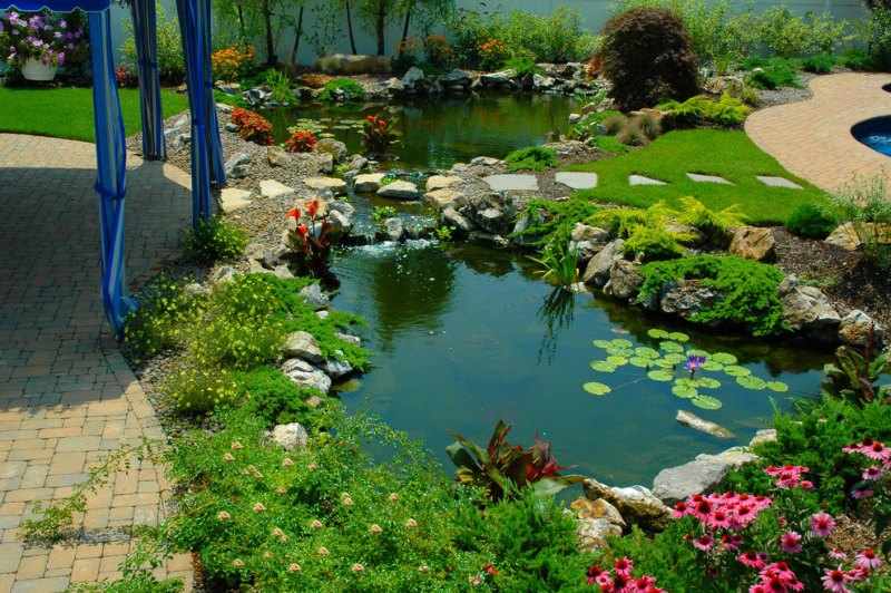Jardin con plantas acuaticas Jardin con plantas acuaticas