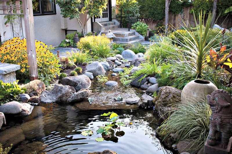 plantas acuaticas para el jardin plantas acuaticas para el jardin