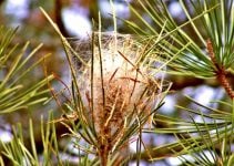 procesionaria del pino