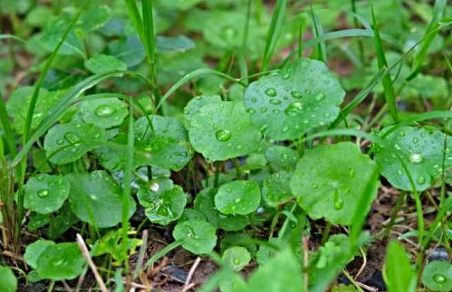 Centella asiática contraindicaciones