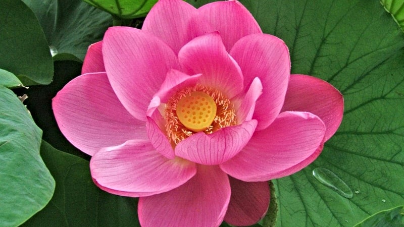 Flor de Loto - Propiedades beneficiosas Flor de Loto - Propiedades beneficiosas