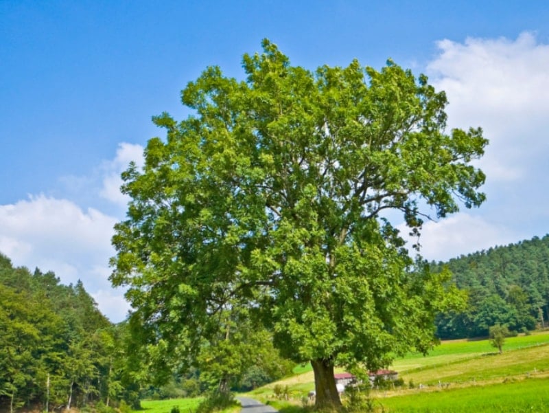 El Fresno, usos y beneficios de este árbol medicinal