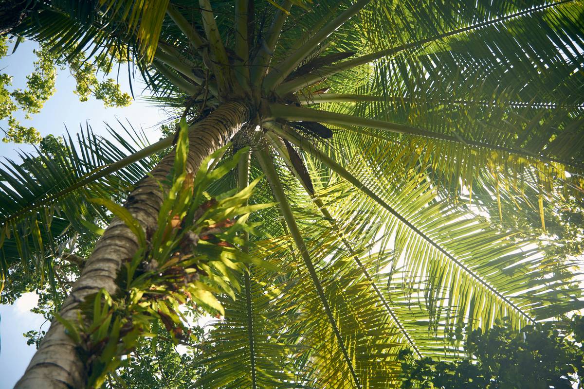 Cuando se podan las palmeras Washingtonia
