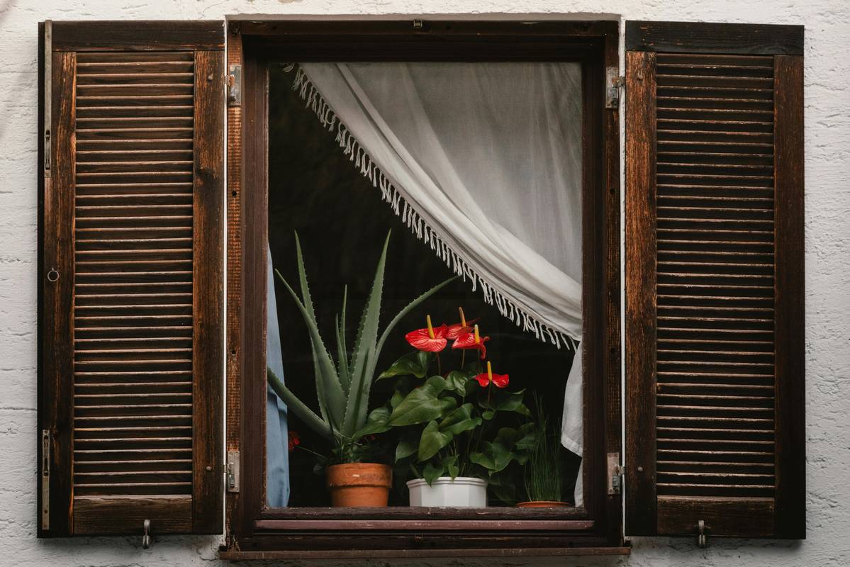 Cómo cultivar y cuidar el aloe vera en casa Cómo cultivar y cuidar el aloe vera en casa